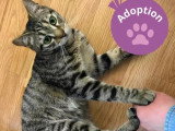 En quête d'un foyer : chaton mâle tigré de 8 mois