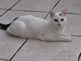 À accueillir : chaton femelle blanc et noir de 9 mois