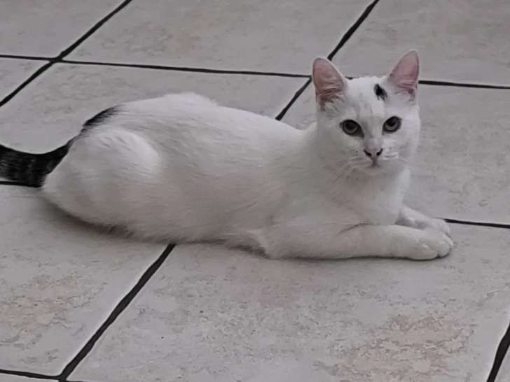 À accueillir : chaton femelle blanc et noir de 9 mois