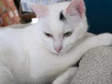 À accueillir : chaton femelle blanc et noir de 9 mois