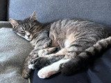 En attente d'adoption : chaton femelle tigré gris de 11 mois
