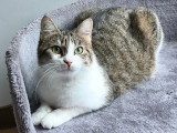 À adopter : chatte tigrée et blanche de 2 ans