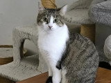 À adopter : chatte tigrée et blanche de 2 ans