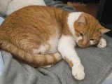En attente d'un foyer : chat roux et blanc de 6 ans