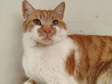 En attente d'un foyer : chat roux et blanc de 6 ans