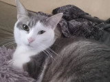 À la recherche d'une famille : chatte tigrée et blanche de 2 ans