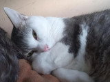 À la recherche d'une famille : chatte tigrée et blanche de 2 ans