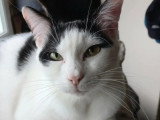 Prêt pour l'adoption : chat noir et blanc de 2 ans