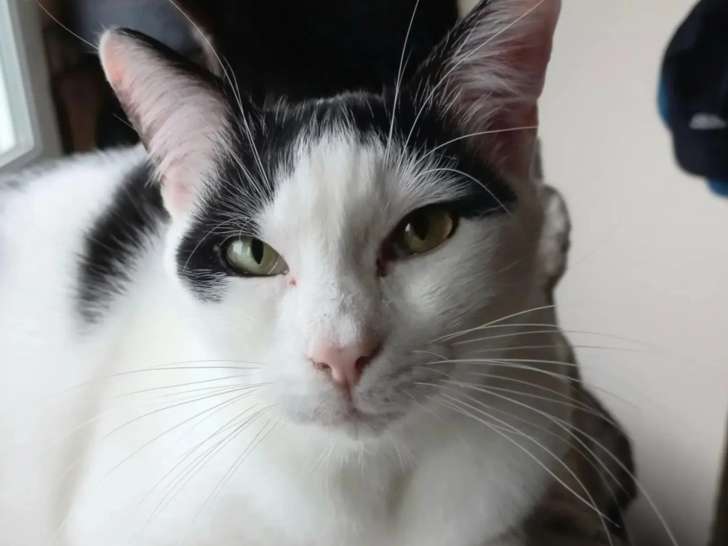 Prêt pour l'adoption : chat noir et blanc de 2 ans