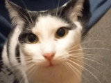 Prêt pour l'adoption : chat noir et blanc de 2 ans