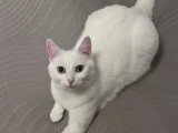 En quête d'un foyer : chatte blanche d'un an