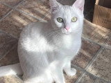 En quête d'un foyer : chatte blanche d'un an