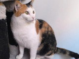 Disponible à l'adoption : chatte tricolore de 2 ans