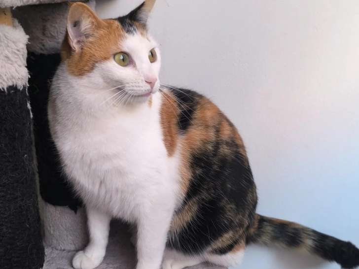 Disponible à l'adoption : chatte tricolore de 2 ans
