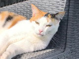 Disponible à l'adoption : chatte tricolore de 2 ans