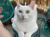 À adopter : chatte blanche de 2 ans
