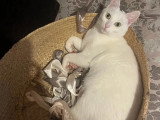 À adopter : chatte blanche de 2 ans