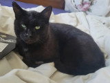 En attente d'adoption : chat noir de 5 ans