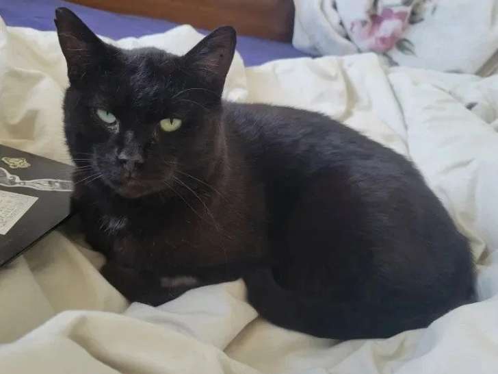 En attente d'adoption : chat noir de 5 ans