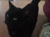 En attente d'adoption : chat noir de 5 ans