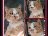 À la recherche d'une famille : chat roux et blanc d'un an