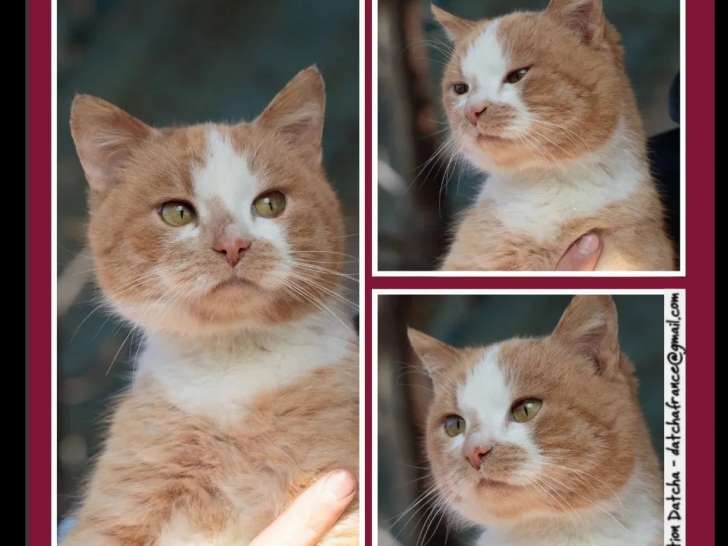 À la recherche d'une famille : chat roux et blanc d'un an