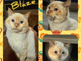 Adoption disponible : chat au pelage sable de 9 ans
