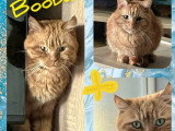 En quête d'un foyer : chat roux de 7 ans