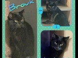 À adopter : chat noir de 6 ans