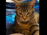 En attente d'un foyer : chaton mâle tigré de 11 mois