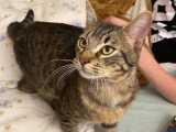 En attente d'un foyer : chaton mâle tigré de 11 mois