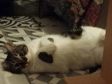 Disponible à l'adoption : chatte tigrée et blanche de 5 ans