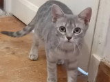 En quête d'un foyer : chaton femelle tigré gris de 8 mois