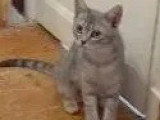 En quête d'un foyer : chaton femelle tigré gris de 8 mois