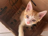 À accueillir : chaton femelle de 2 mois