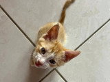 À accueillir : chaton femelle de 2 mois