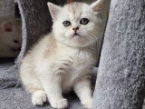 Chatons de type British Shorthair à vendre (2 femelles & 1 mâle)