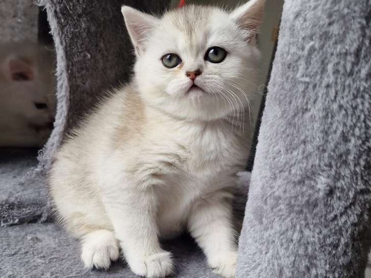 Chatons de type British Shorthair à vendre (2 femelles & 1 mâle)