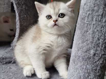 Chatons de type British Shorthair à vendre (2 femelles & 1 mâle)