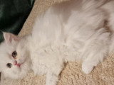 Chatons de type British Shorthair à vendre (2 femelles & 1 mâle)