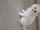 Chatons de type British Shorthair à vendre (2 femelles & 1 mâle)
