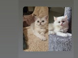 Chatons de type British Shorthair à vendre (2 femelles & 1 mâle)