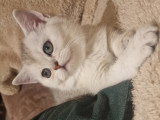 Chatons de type British Shorthair à vendre (2 femelles & 1 mâle)