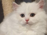 Chatons de type British Shorthair à vendre (2 femelles & 1 mâle)