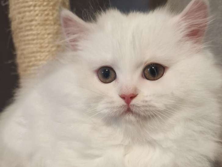 Chatons British Longhair à vendre