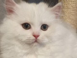 Chatons British Longhair à vendre