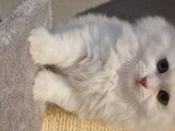 Chatons British Longhair à vendre
