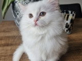 Chatons British Longhair à vendre