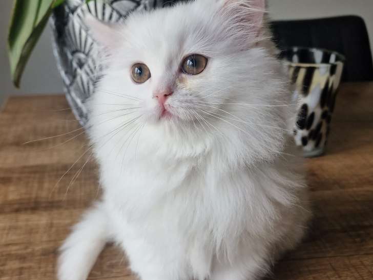 Chatonne British Longhair à vendre