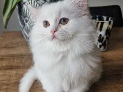 Chatons British Longhair à vendre